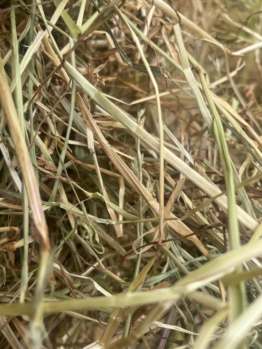Top quality second crop hay - Image 2