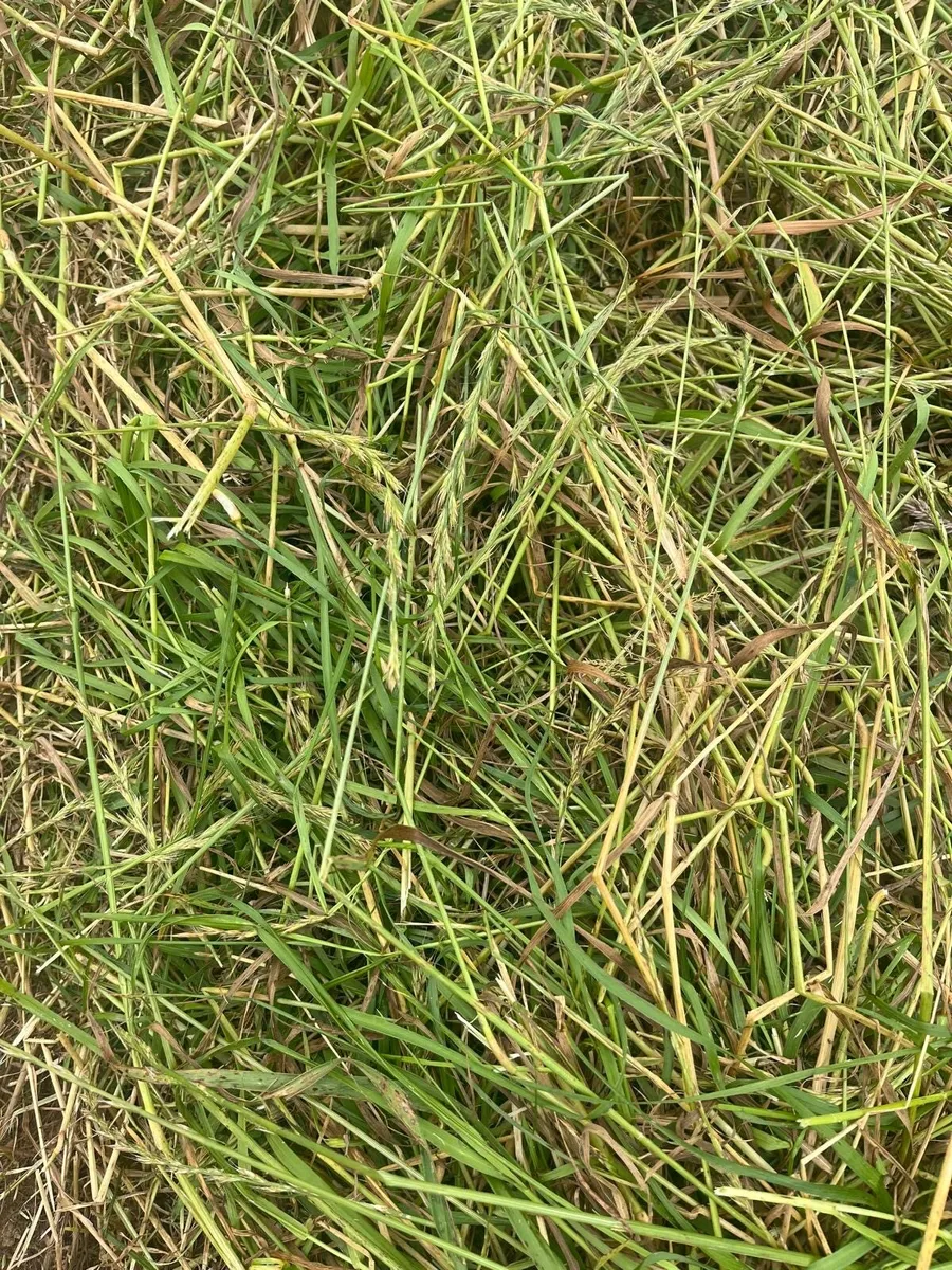 Top quality second crop hay - Image 3