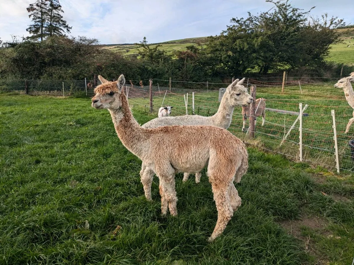 Exceptional Suri Alpaca Stud Available - Image 2