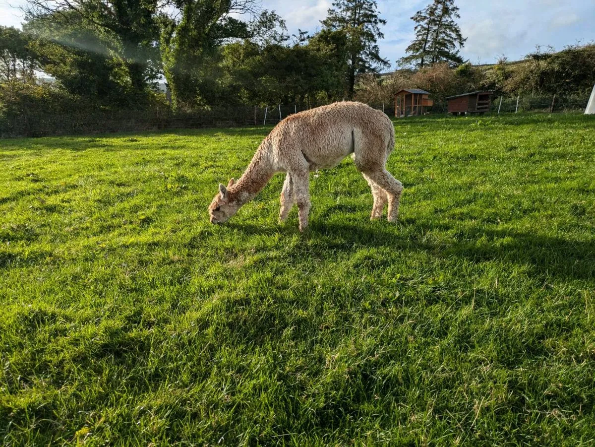 Exceptional Suri Alpaca Stud Available - Image 3