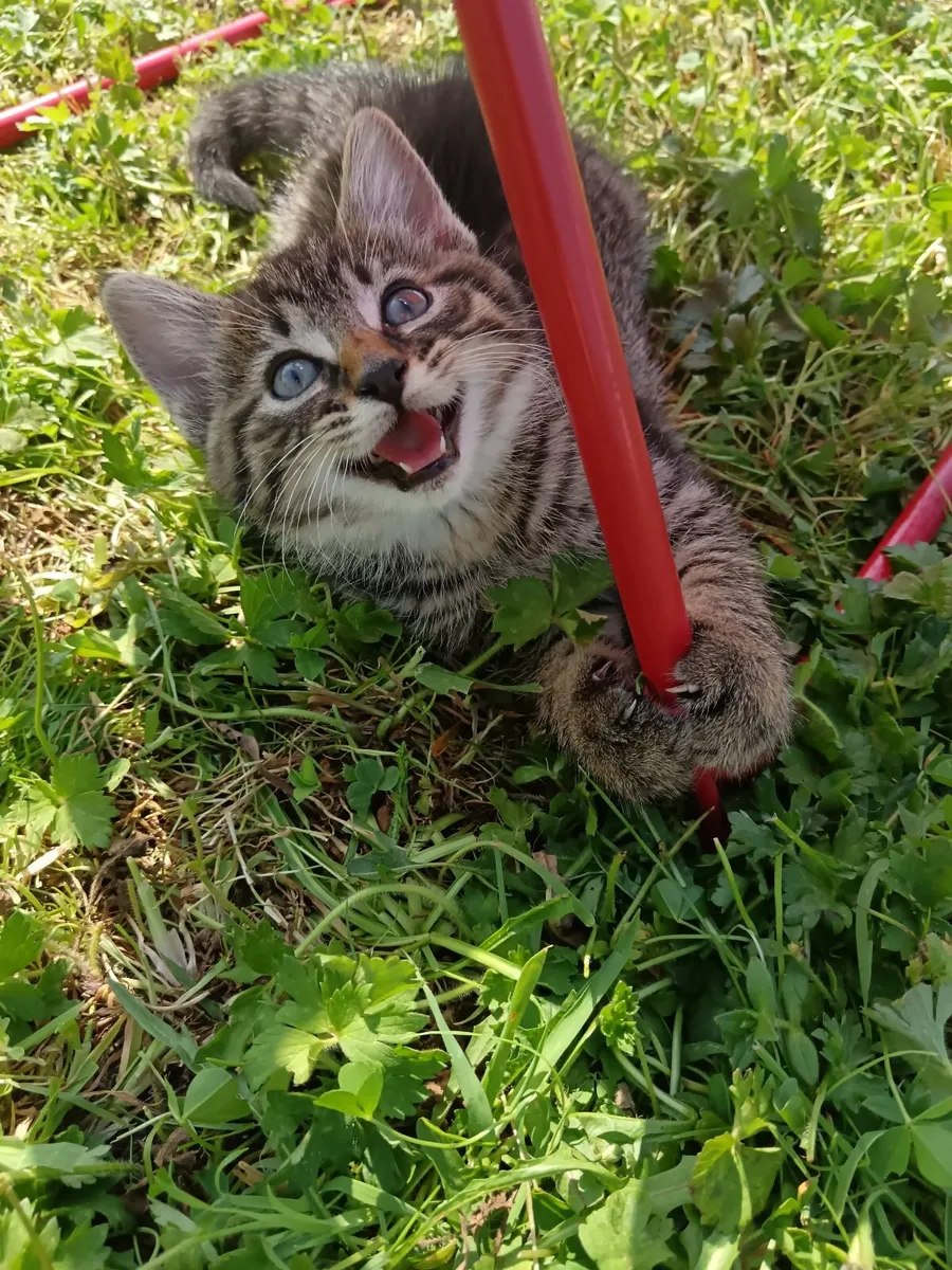 Kittens - Image 2