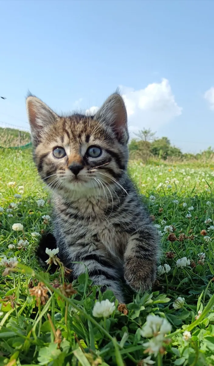 Kittens - Image 1