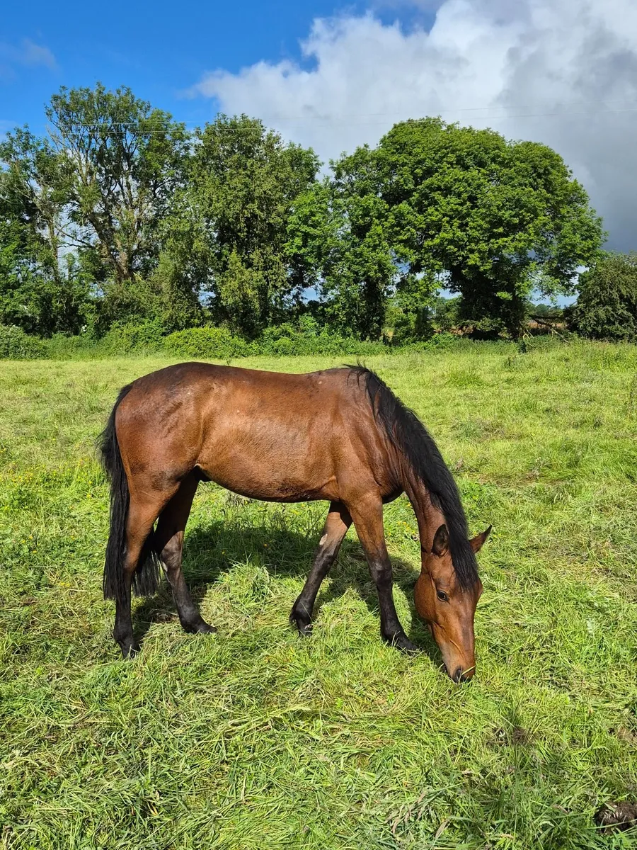 3yr old gelding - Image 4