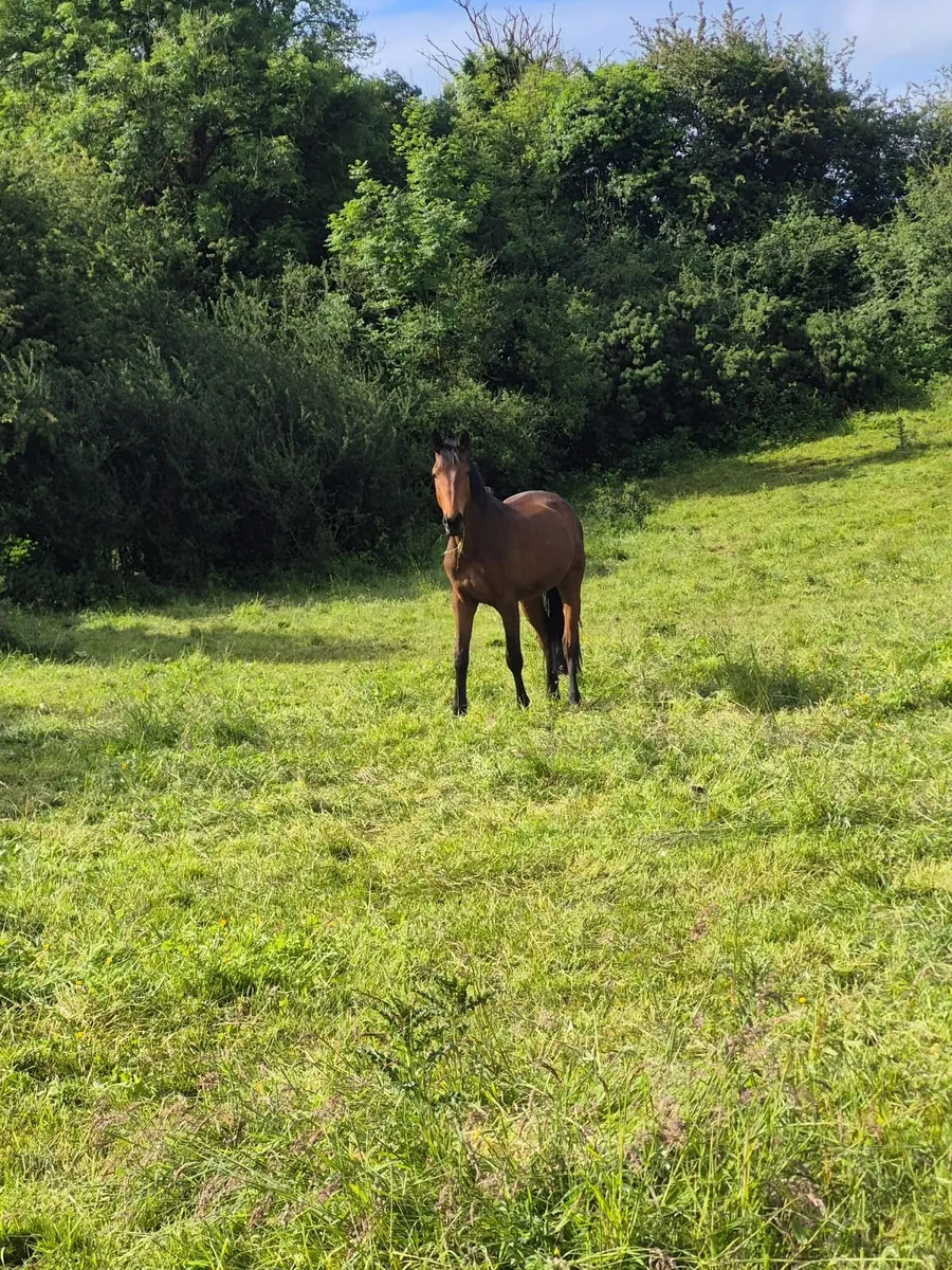 3yr old gelding - Image 2