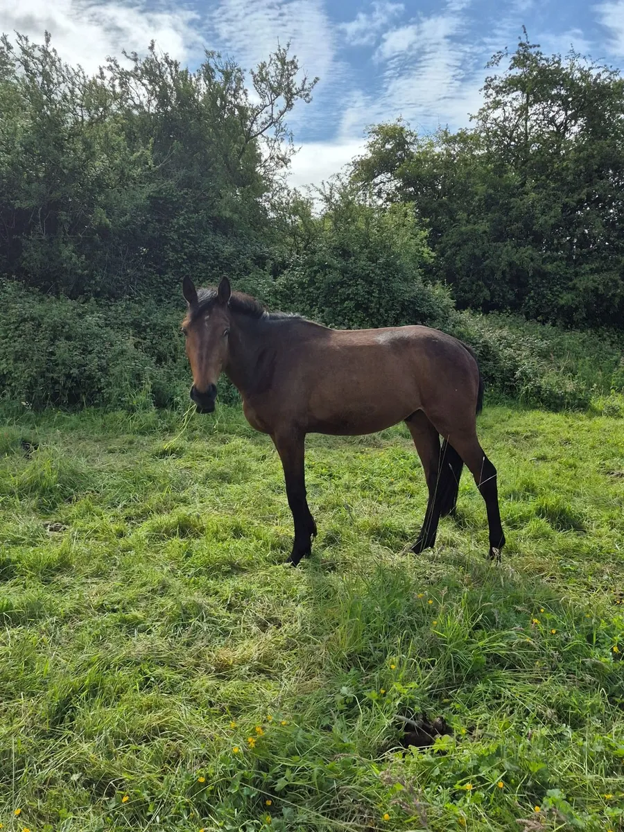 3yr old gelding - Image 3