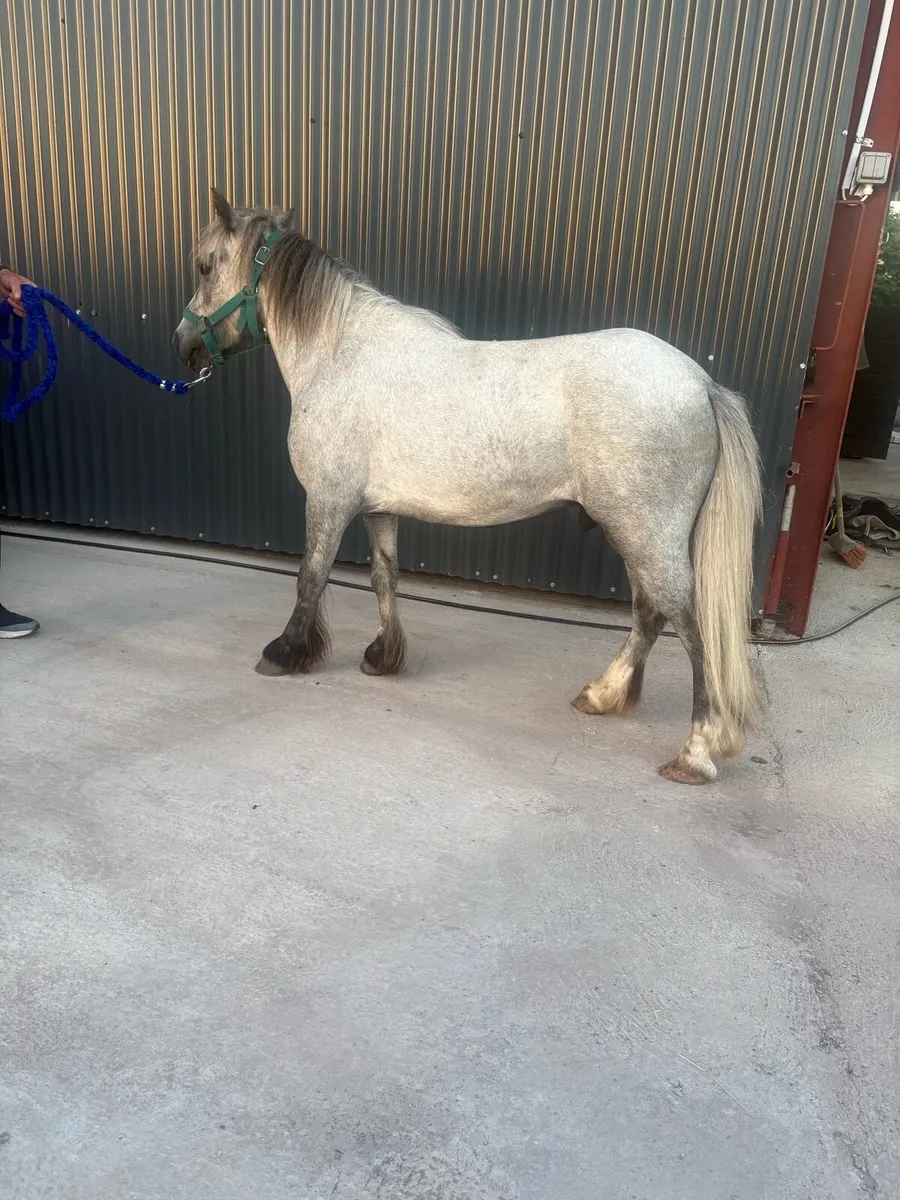 ✅Lovely 11.2 gelding childs pony forsale✅ - Image 4