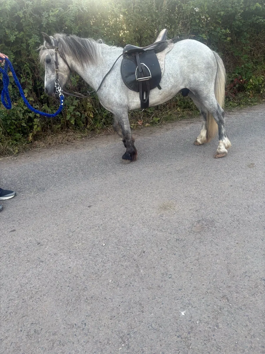 ✅Lovely 11.2 gelding childs pony forsale✅ - Image 1