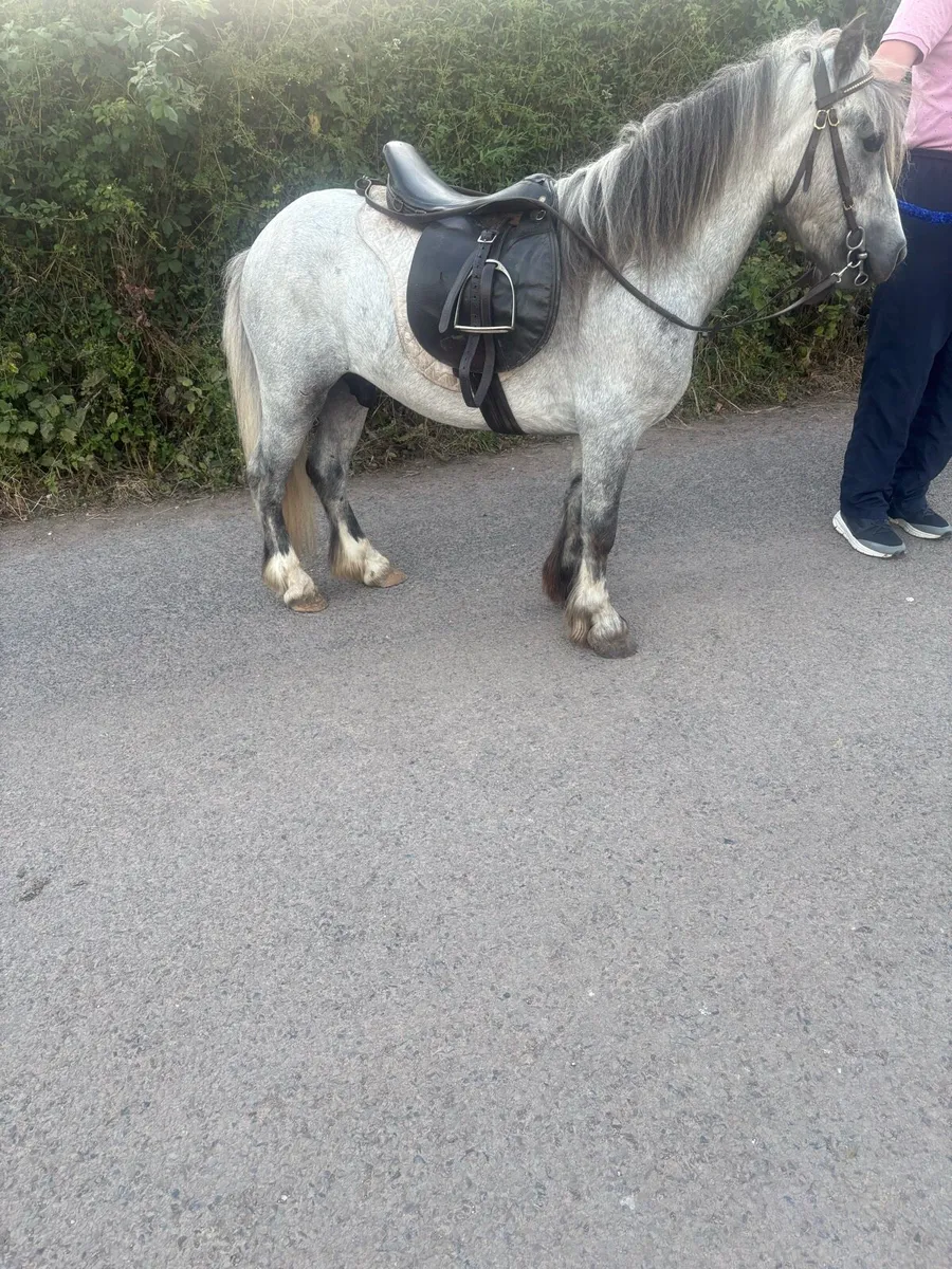✅Lovely 11.2 gelding childs pony forsale✅ - Image 2