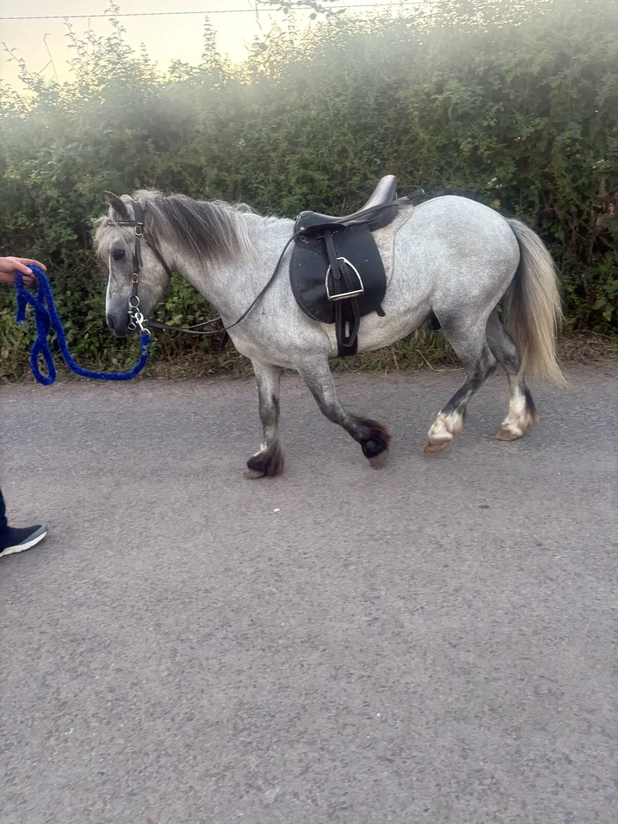 ✅Lovely 11.2 gelding childs pony forsale✅ - Image 3