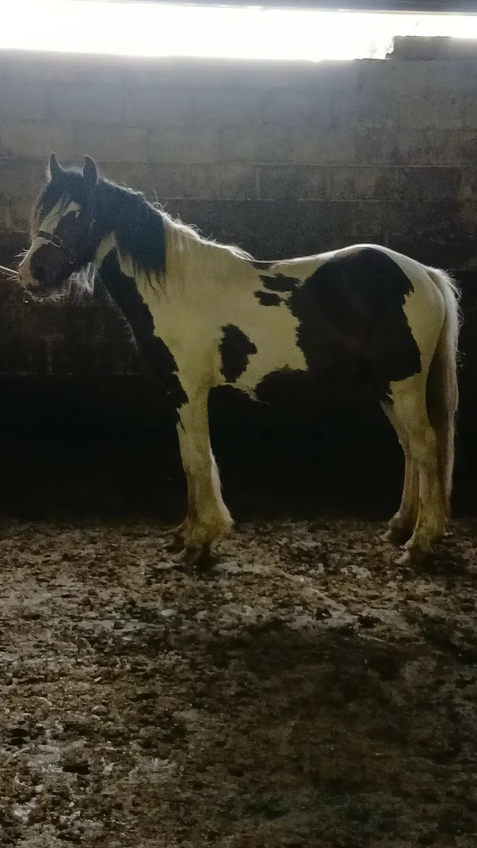 3 coloured cob colts - Image 2