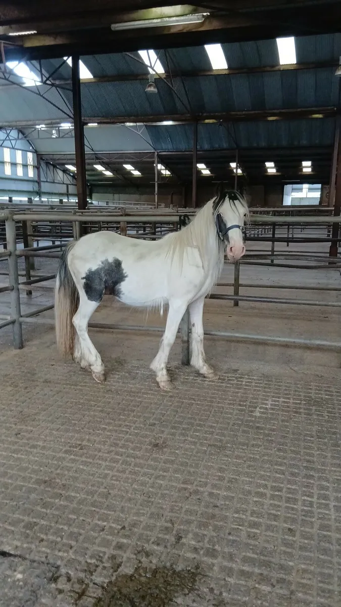 3 coloured cob colts - Image 3