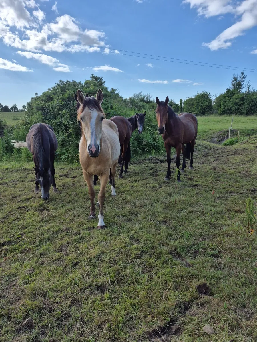 Youngstock yearlings to 4yr olds mares and foals - Image 2