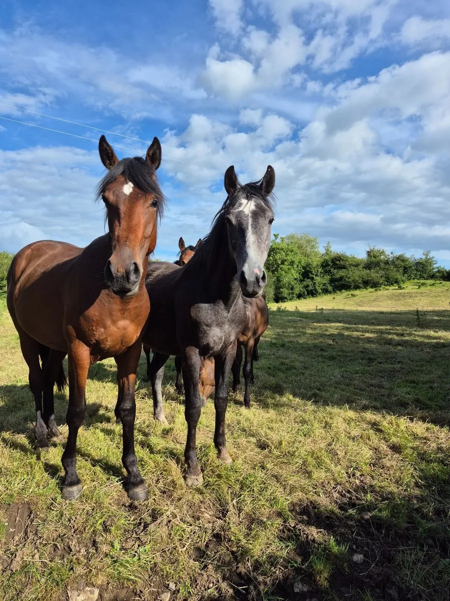 Youngstock yearlings to 4yr olds mares and foals - Image 1