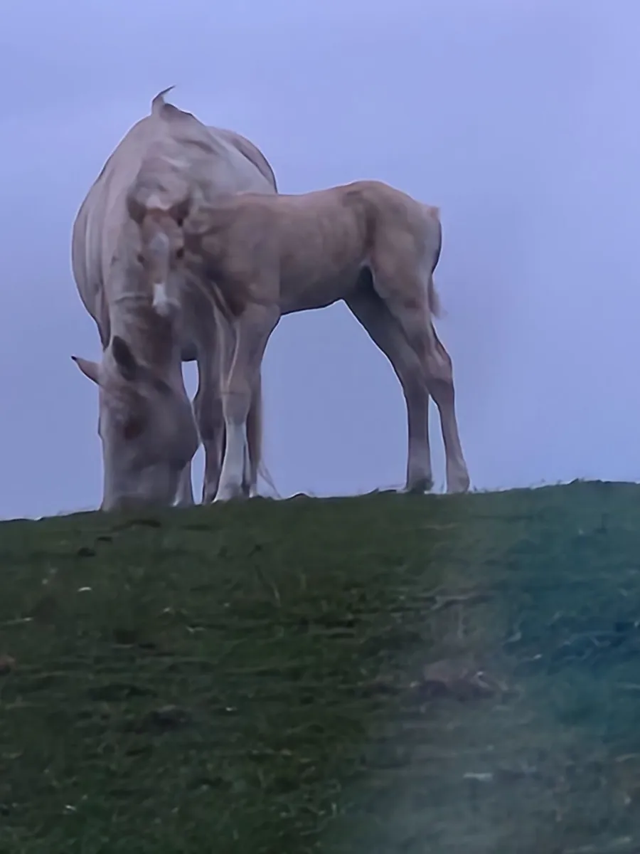 Youngstock yearlings to 4yr olds mares and foals - Image 3