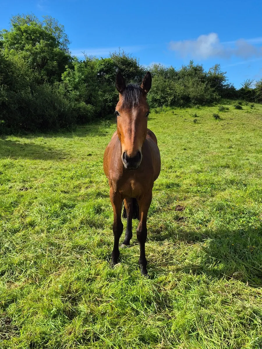 3yr old gelding - Image 1