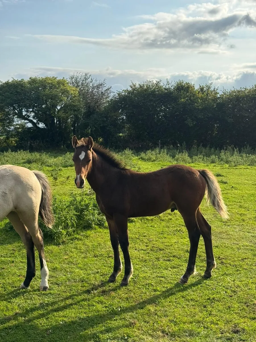 Youngstock yearlings to 4yr olds mares and foals - Image 4