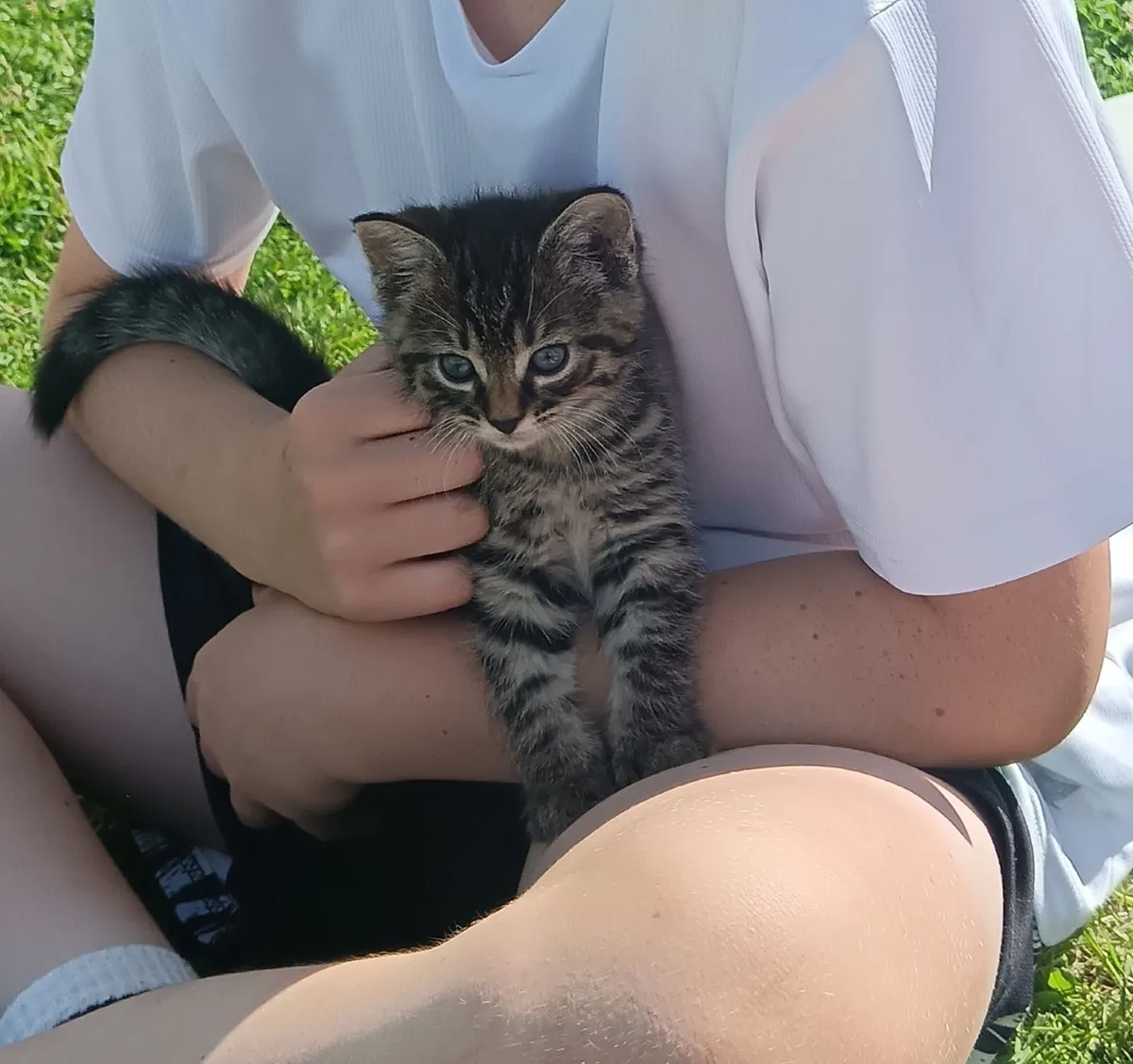 Kittens - Image 4