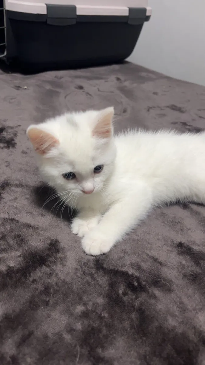 White kitten - Image 1