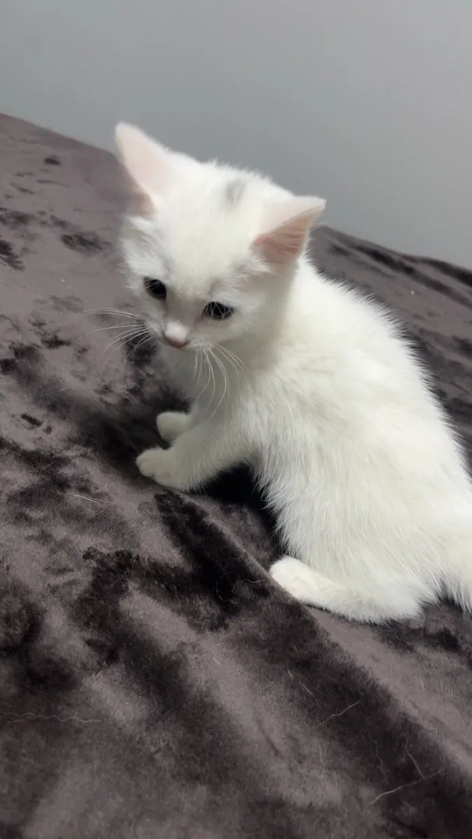 White kitten - Image 2