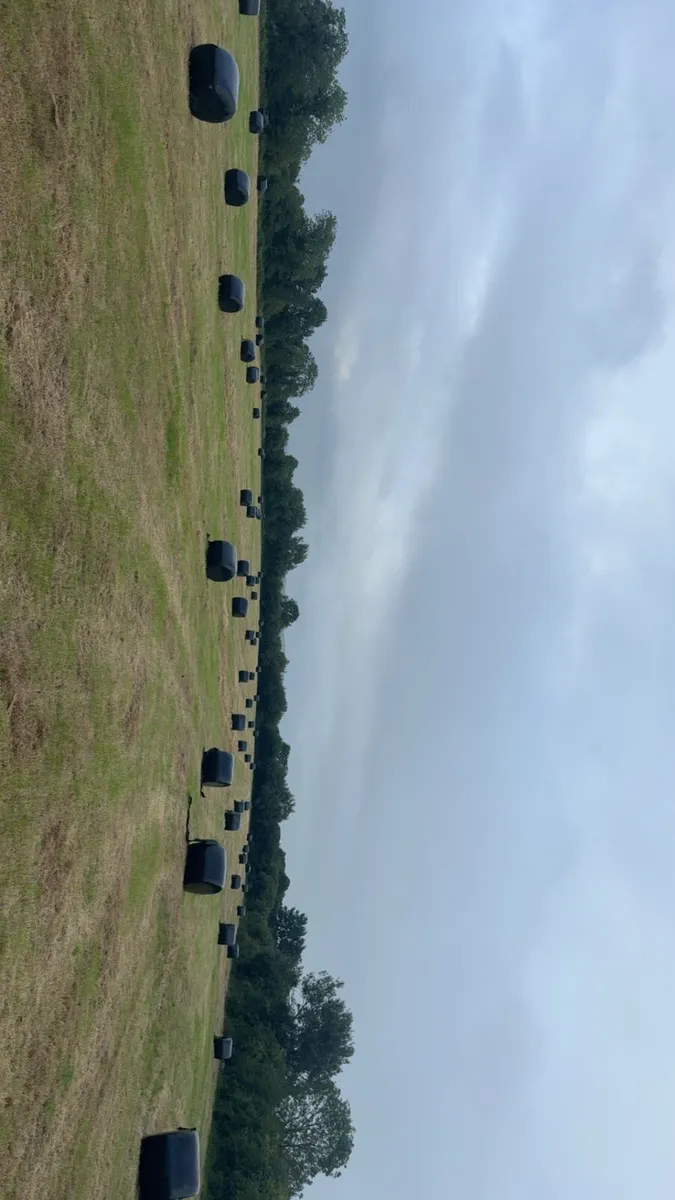 Top Quality Round Bales Of Haylage - Image 1
