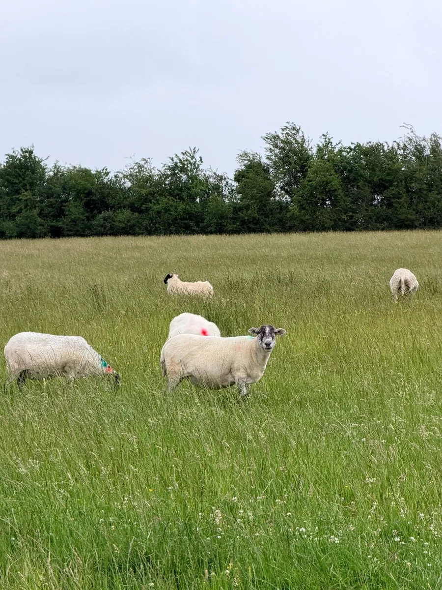 65 Strong Fleshy Ewes & Lambs - Image 2