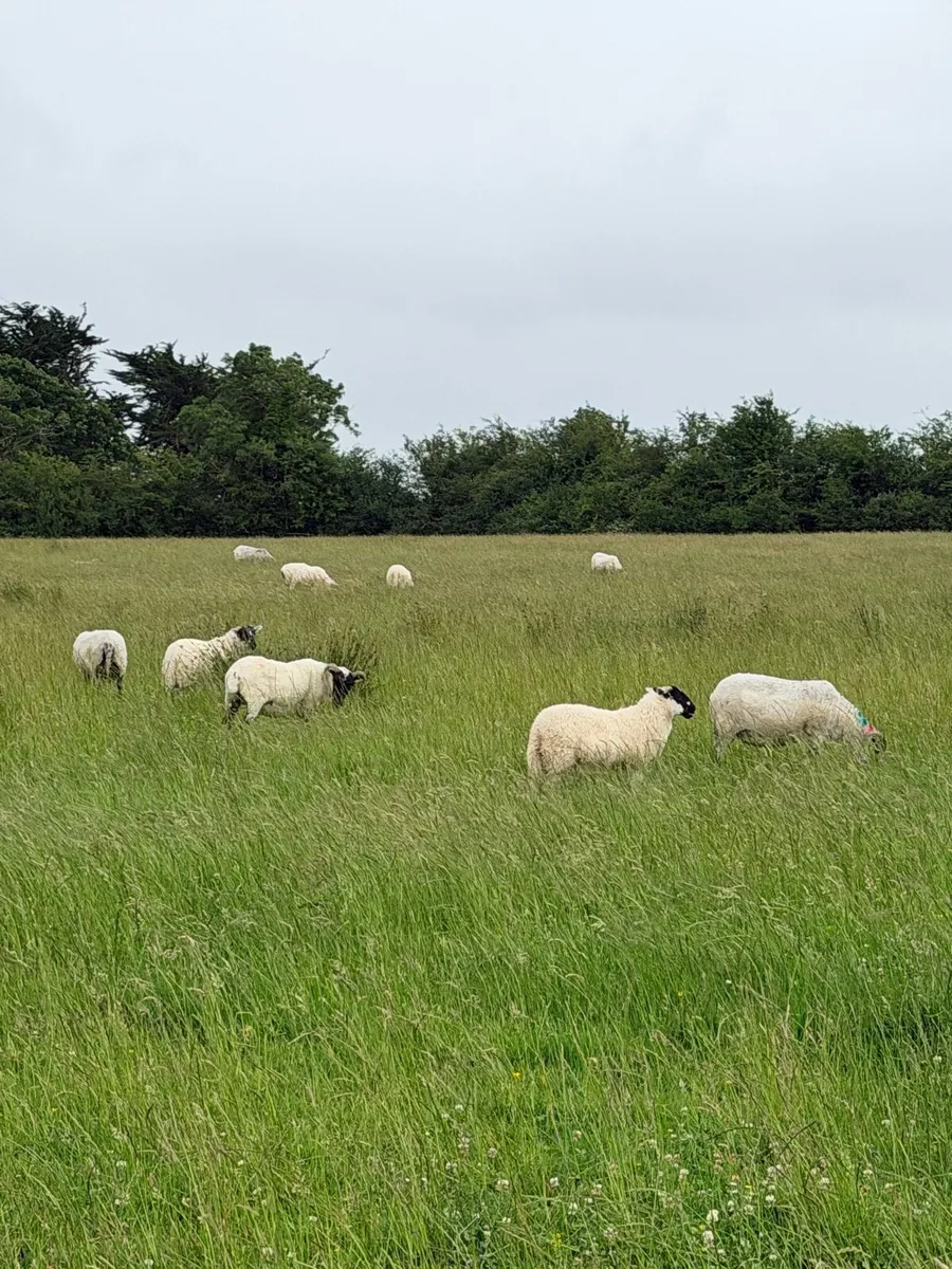 65 Strong Fleshy Ewes & Lambs - Image 3