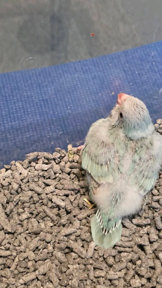 Mint Quaker Parrot (Monk Parakeet ) & Conure 🦜 - Image 3