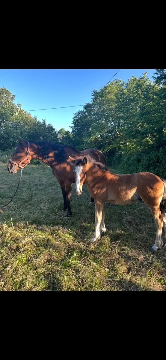 Horse - Image 2