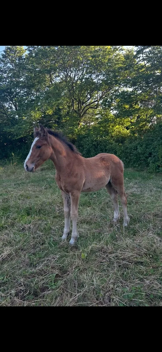 Horse - Image 3