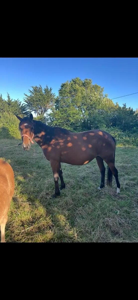 Horse - Image 4
