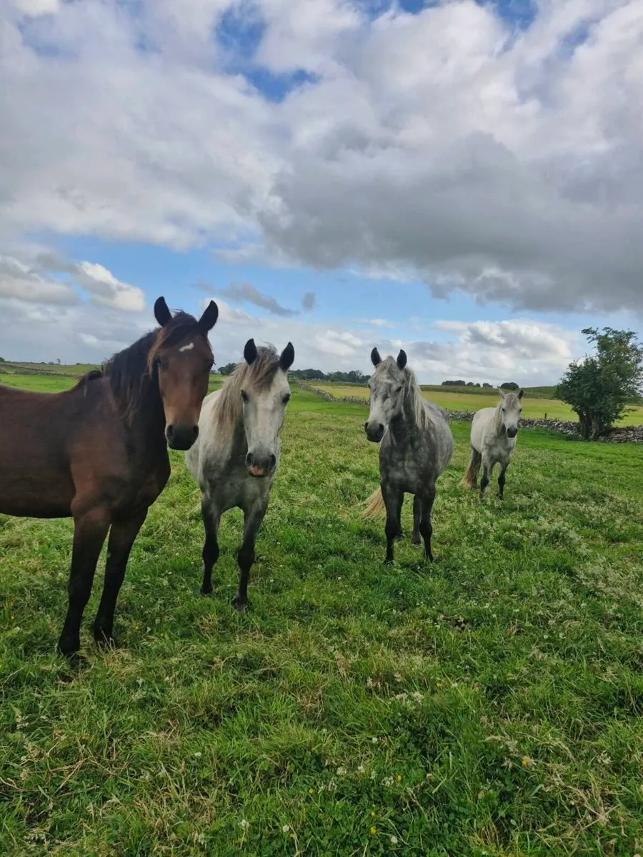 Connemara geldings - Image 1