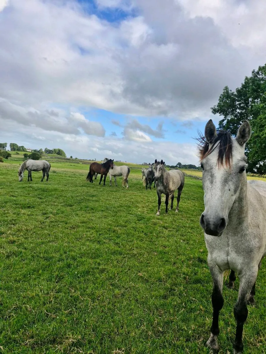 Connemara geldings - Image 3