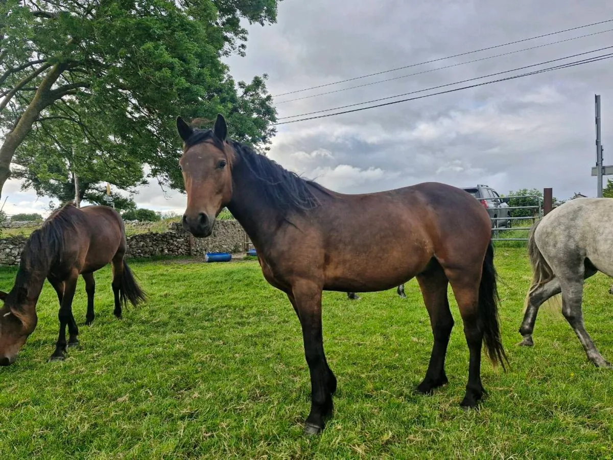 Connemara geldings - Image 4