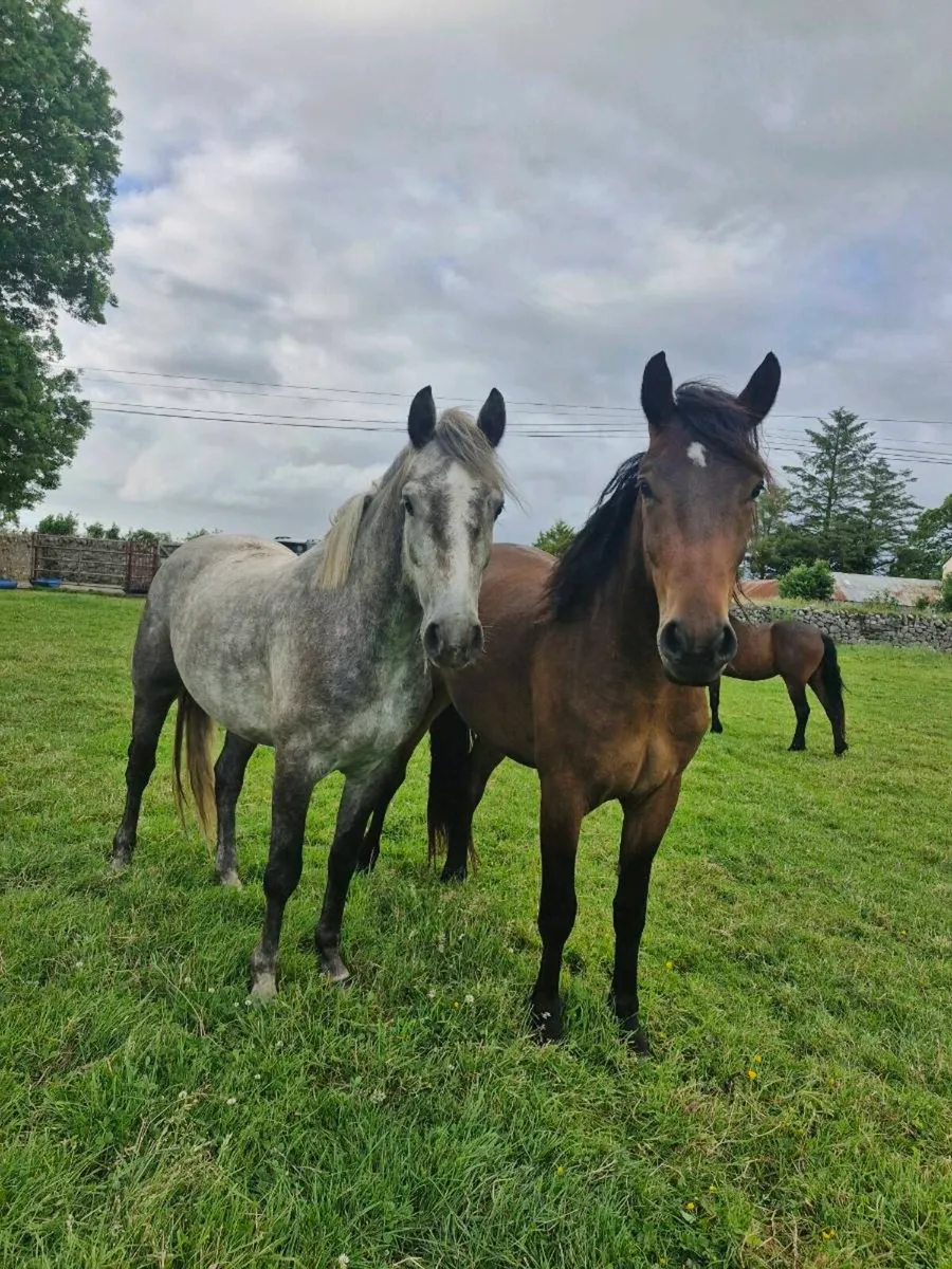 Connemara geldings - Image 2