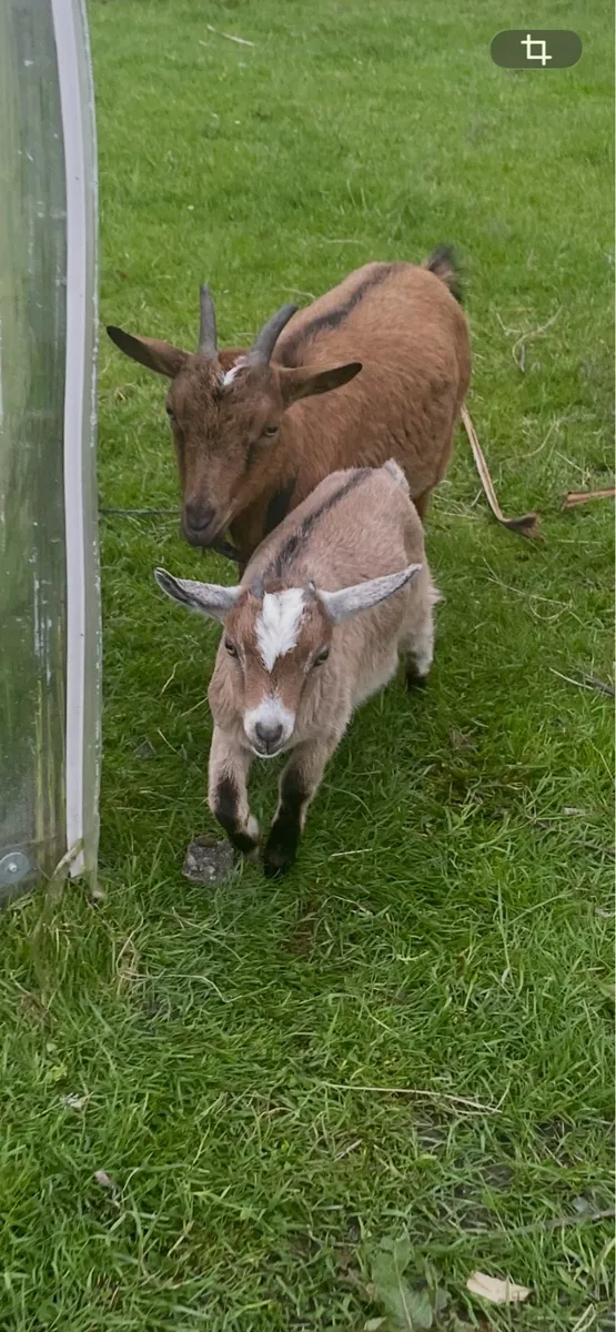 Pygmy goats - Image 1