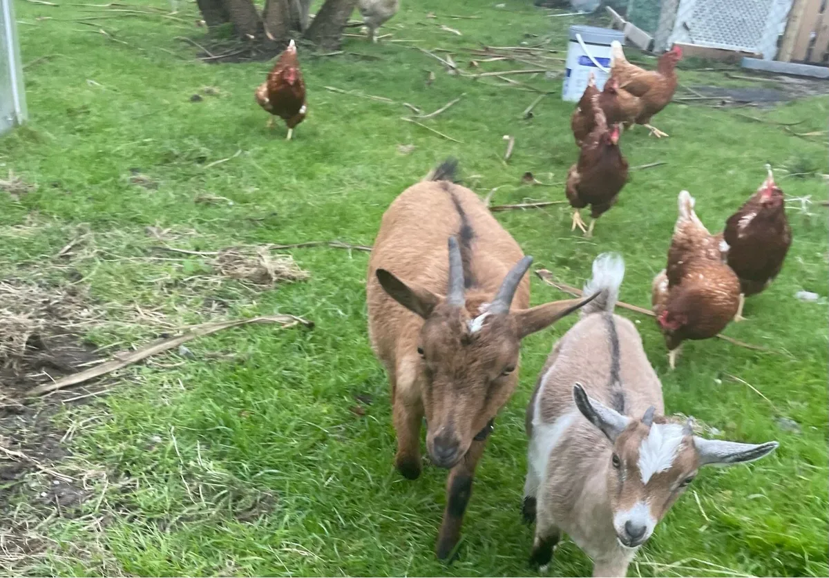 Pygmy goats - Image 2