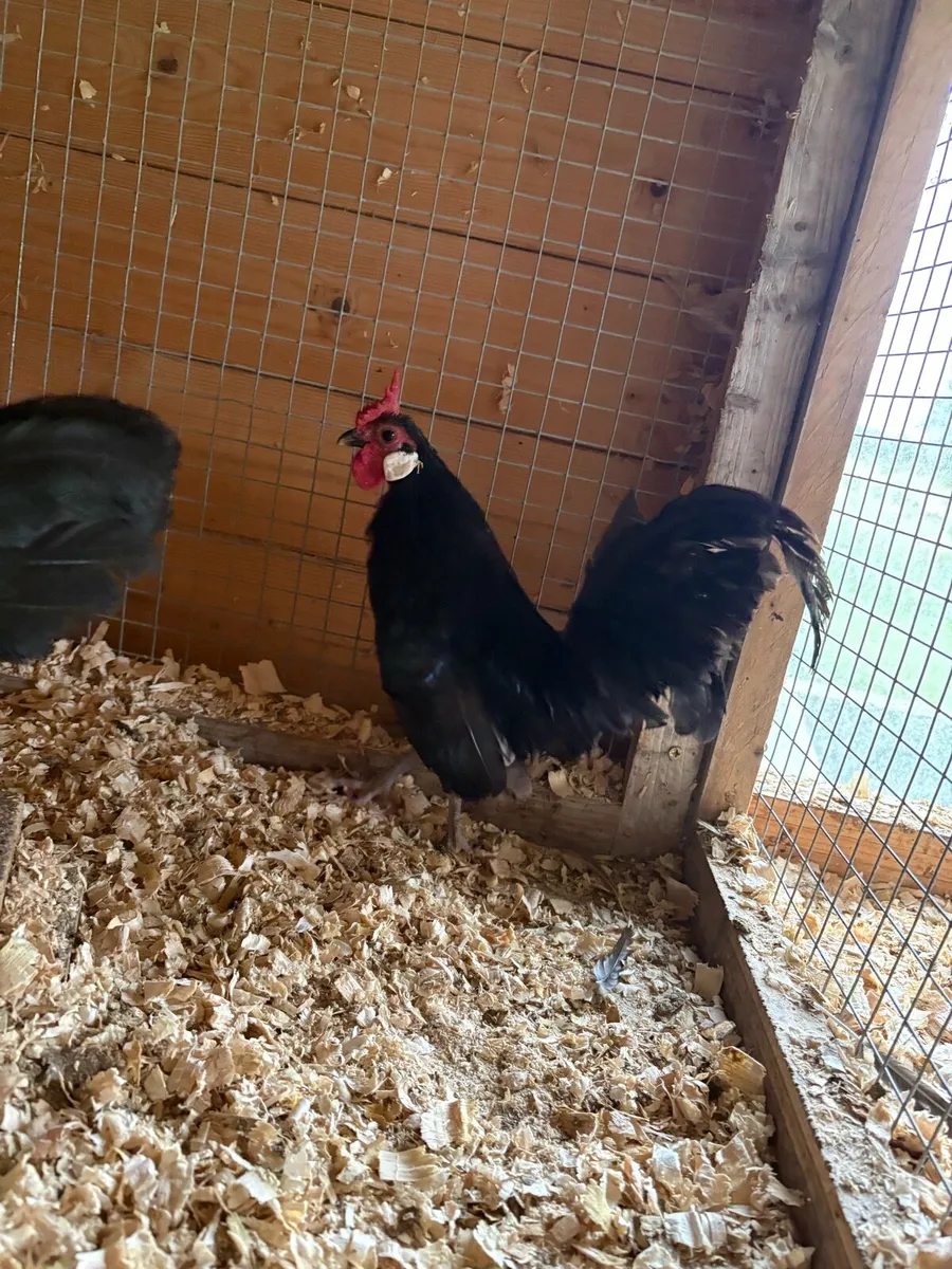 Rosecomb rooster - Image 2