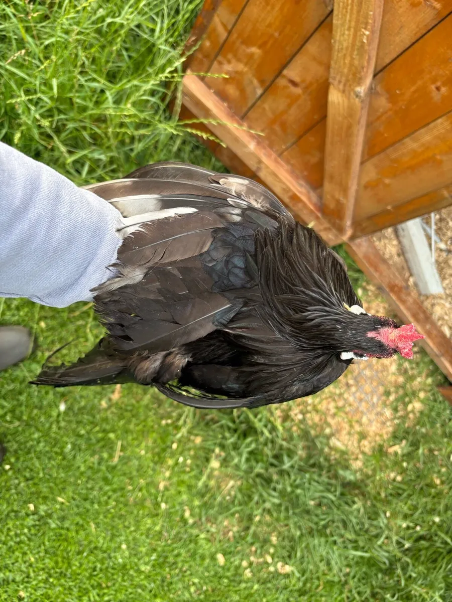 Rosecomb rooster - Image 3