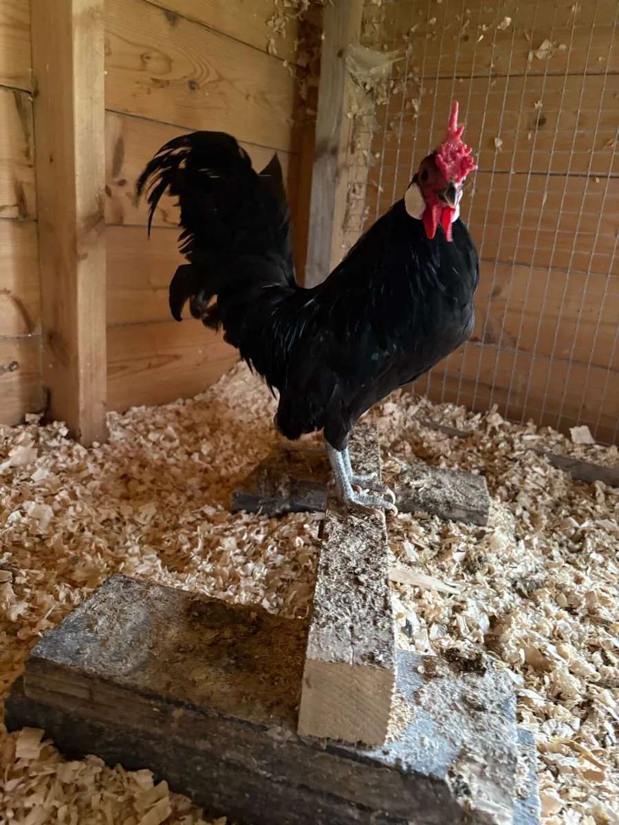 Rosecomb rooster - Image 1