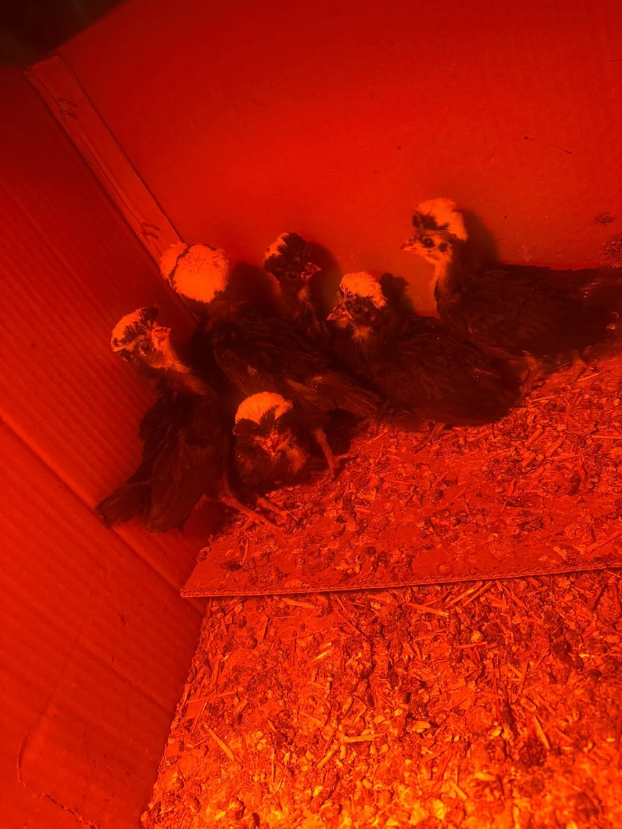 White Crested Polish Banty - Image 2