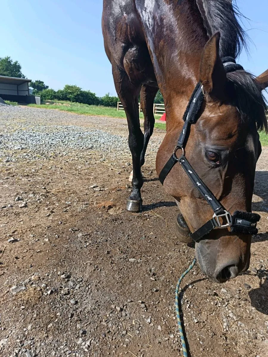 Incredible horse for sale - Image 1