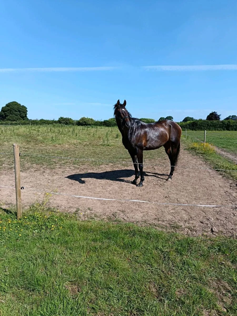 Incredible horse for sale - Image 2