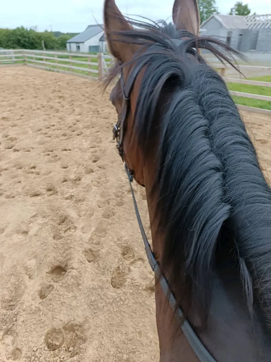 Incredible horse for sale - Image 3