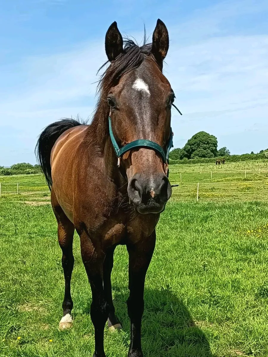 Incredible horse for sale - Image 4