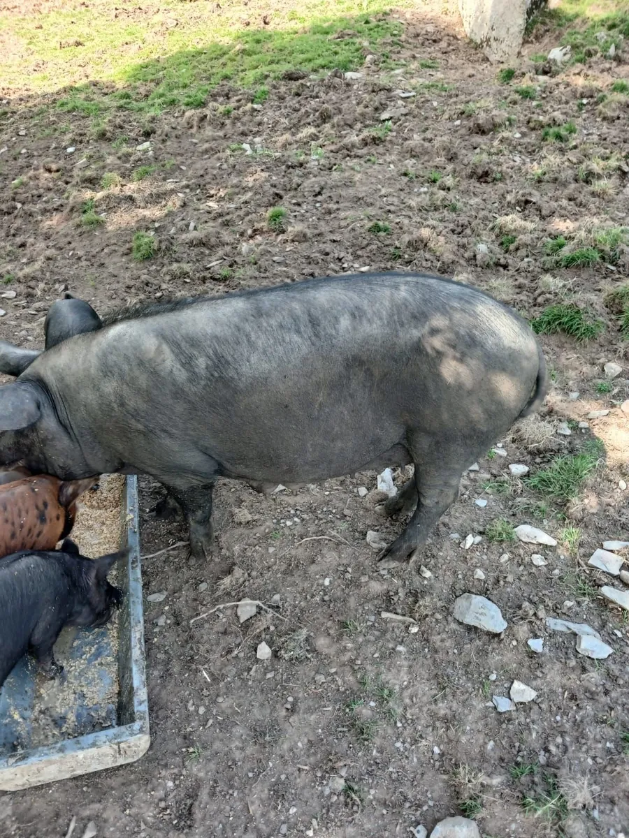 Pig - Image 1