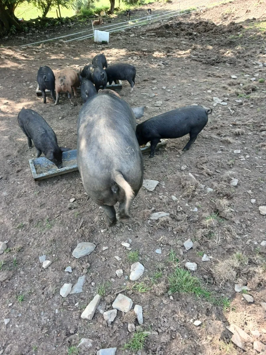 Pig - Image 2