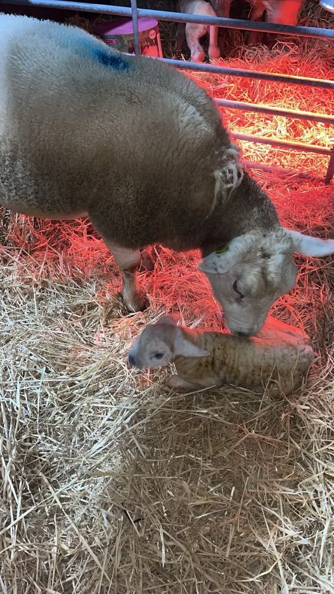 PBR Texel ewe - Image 1
