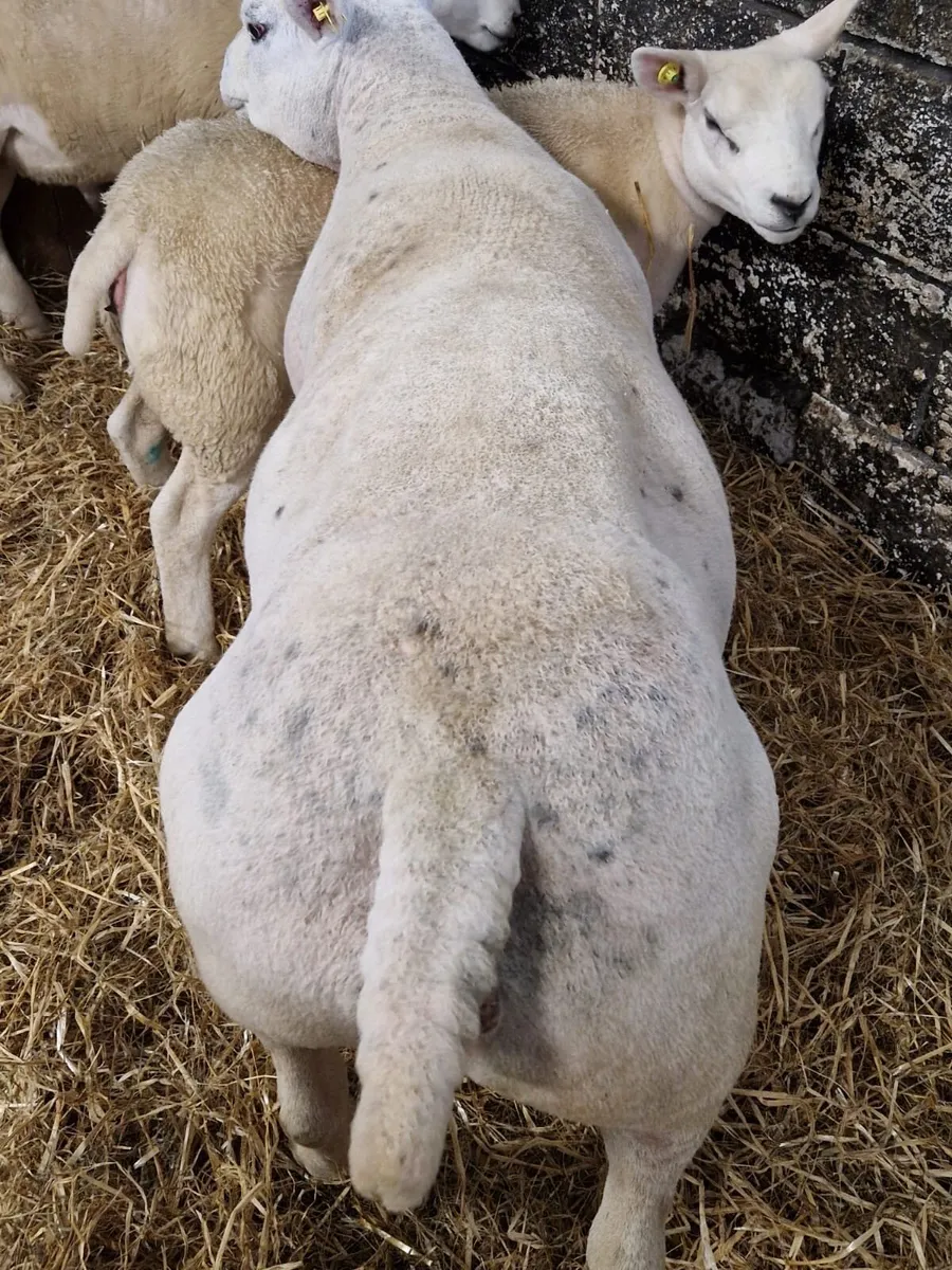 PBR Texel ewe - Image 2