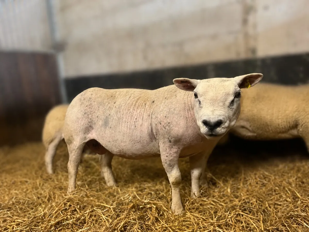 PBR Texel ewe - Image 3