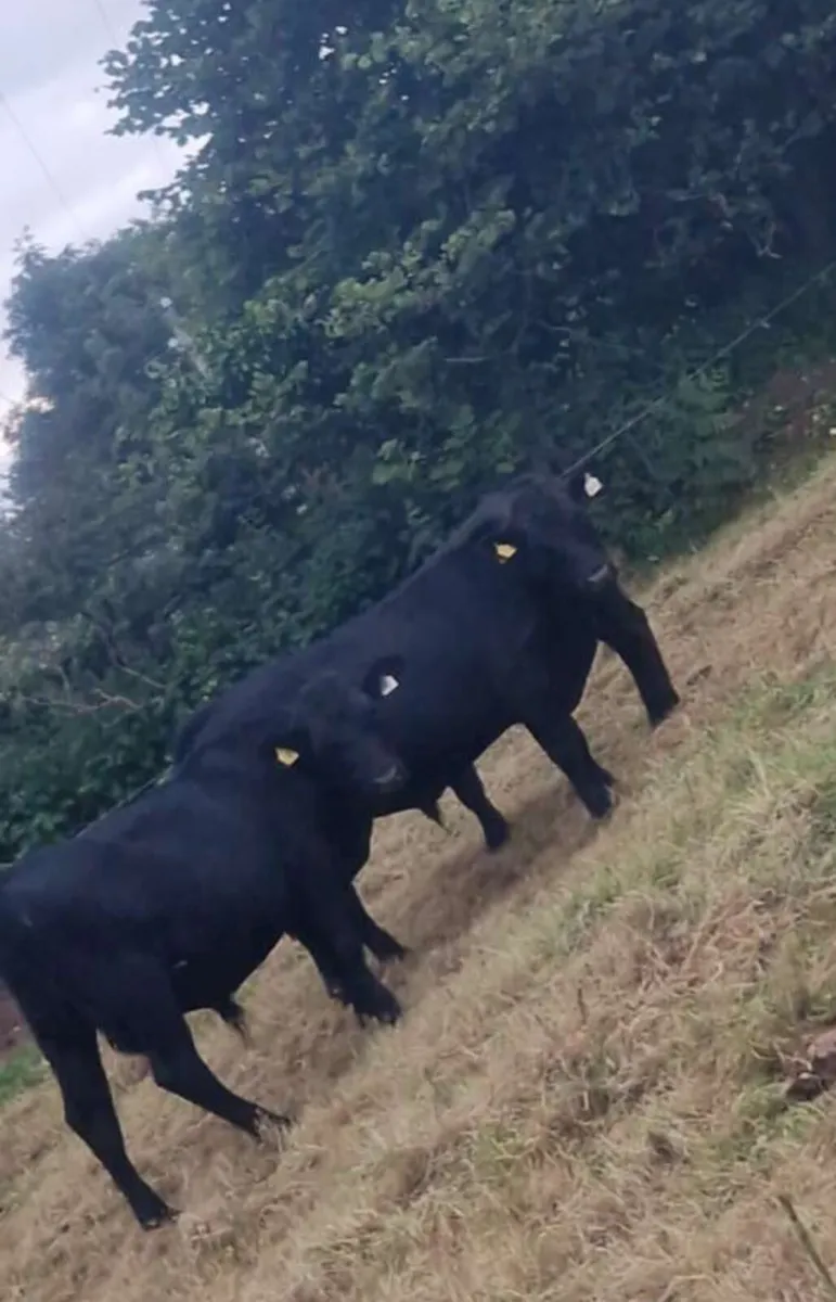 Aax bulls - Image 2